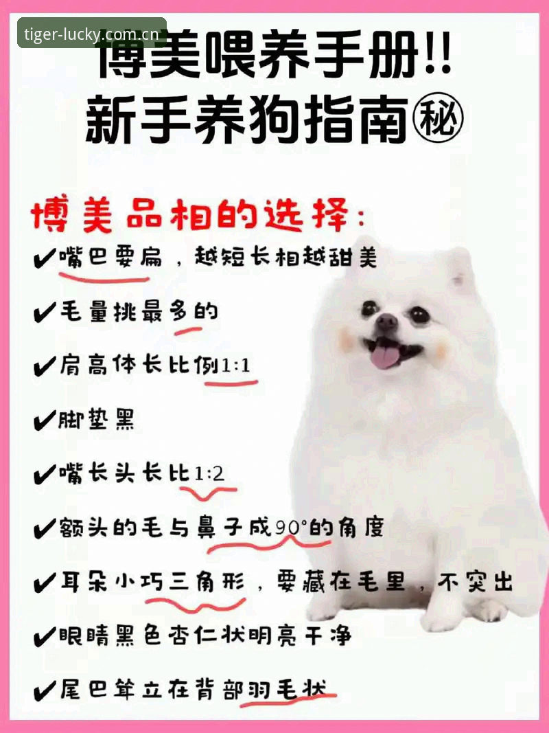 新手必看！博狗官方平台安全使用心得与实战经验分享