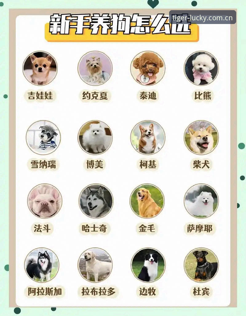 博狗网备用网址常见问题 vs 官方入口：哪个更适合你？全面对比与选择指南